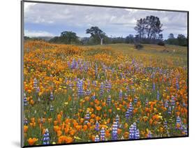 Wildflowers, Avenales Wildlife Area, Santa Margarita, California, USA-Charles Gurche-Mounted Photographic Print