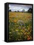 Wildflowers, Avenales Wildlife Area, Shell Creek Road, California, USA-Charles Gurche-Framed Stretched Canvas