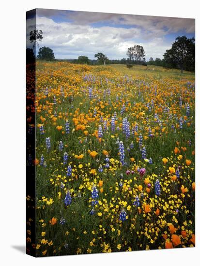 Wildflowers, Avenales Wildlife Area, Shell Creek Road, California, USA-Charles Gurche-Stretched Canvas