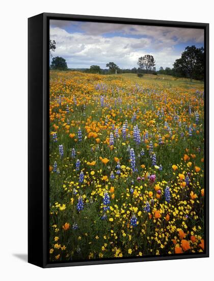 Wildflowers, Avenales Wildlife Area, Shell Creek Road, California, USA-Charles Gurche-Framed Stretched Canvas