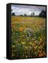 Wildflowers, Avenales Wildlife Area, Shell Creek Road, California, USA-Charles Gurche-Framed Stretched Canvas