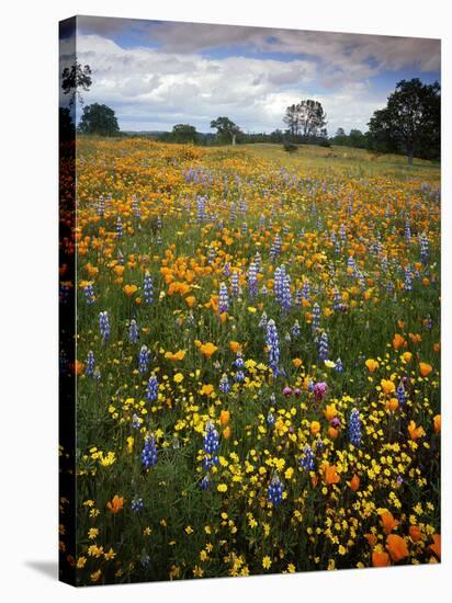 Wildflowers, Avenales Wildlife Area, Shell Creek Road, California, USA-Charles Gurche-Stretched Canvas