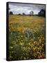 Wildflowers, Avenales Wildlife Area, Shell Creek Road, California, USA-Charles Gurche-Framed Stretched Canvas