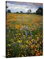 Wildflowers, Avenales Wildlife Area, Shell Creek Road, California, USA-Charles Gurche-Stretched Canvas
