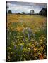 Wildflowers, Avenales Wildlife Area, Shell Creek Road, California, USA-Charles Gurche-Stretched Canvas