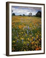 Wildflowers, Avenales Wildlife Area, Shell Creek Road, California, USA-Charles Gurche-Framed Premium Photographic Print