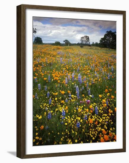 Wildflowers, Avenales Wildlife Area, Shell Creek Road, California, USA-Charles Gurche-Framed Premium Photographic Print