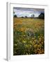 Wildflowers, Avenales Wildlife Area, Shell Creek Road, California, USA-Charles Gurche-Framed Premium Photographic Print