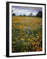 Wildflowers, Avenales Wildlife Area, Shell Creek Road, California, USA-Charles Gurche-Framed Premium Photographic Print