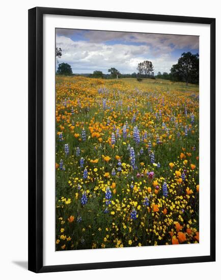 Wildflowers, Avenales Wildlife Area, Shell Creek Road, California, USA-Charles Gurche-Framed Premium Photographic Print