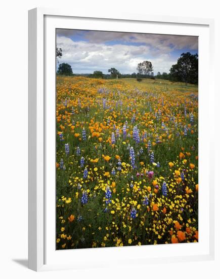 Wildflowers, Avenales Wildlife Area, Shell Creek Road, California, USA-Charles Gurche-Framed Premium Photographic Print