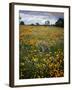 Wildflowers, Avenales Wildlife Area, Shell Creek Road, California, USA-Charles Gurche-Framed Premium Photographic Print