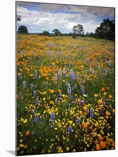 Wildflowers, Avenales Wildlife Area, Shell Creek Road, California, USA-Charles Gurche-Mounted Premium Photographic Print