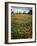 Wildflowers, Avenales Wildlife Area, Shell Creek Road, California, USA-Charles Gurche-Framed Photographic Print