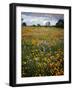 Wildflowers, Avenales Wildlife Area, Shell Creek Road, California, USA-Charles Gurche-Framed Photographic Print