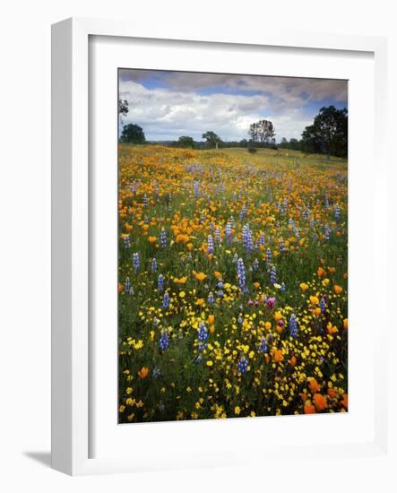 Wildflowers, Avenales Wildlife Area, Shell Creek Road, California, USA-Charles Gurche-Framed Photographic Print