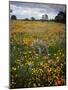 Wildflowers, Avenales Wildlife Area, Shell Creek Road, California, USA-Charles Gurche-Mounted Photographic Print