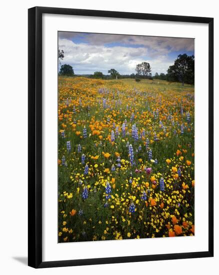 Wildflowers, Avenales Wildlife Area, Shell Creek Road, California, USA-Charles Gurche-Framed Photographic Print