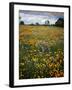 Wildflowers, Avenales Wildlife Area, Shell Creek Road, California, USA-Charles Gurche-Framed Photographic Print