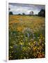 Wildflowers, Avenales Wildlife Area, Shell Creek Road, California, USA-Charles Gurche-Framed Photographic Print