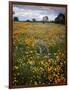 Wildflowers, Avenales Wildlife Area, Shell Creek Road, California, USA-Charles Gurche-Framed Photographic Print