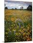 Wildflowers, Avenales Wildlife Area, Shell Creek Road, California, USA-Charles Gurche-Mounted Photographic Print