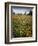 Wildflowers, Avenales Wildlife Area, Shell Creek Road, California, USA-Charles Gurche-Framed Photographic Print