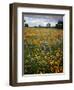 Wildflowers, Avenales Wildlife Area, Shell Creek Road, California, USA-Charles Gurche-Framed Photographic Print