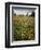 Wildflowers, Avenales Wildlife Area, Shell Creek Road, California, USA-Charles Gurche-Framed Photographic Print