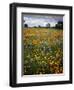 Wildflowers, Avenales Wildlife Area, Shell Creek Road, California, USA-Charles Gurche-Framed Photographic Print