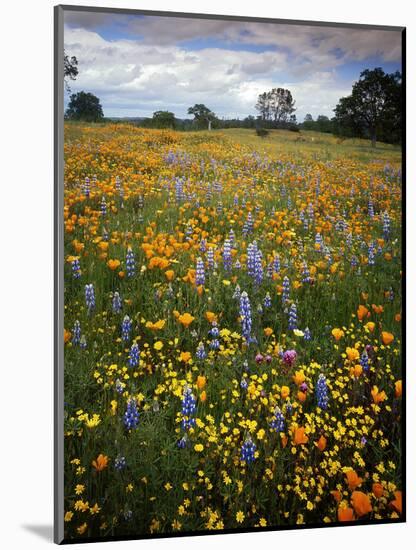 Wildflowers, Avenales Wildlife Area, Shell Creek Road, California, USA-Charles Gurche-Mounted Photographic Print