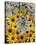 Wildflowers black eyed Susans Queen Ann Lace-null-Stretched Canvas