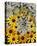 Wildflowers black eyed Susans Queen Ann Lace-null-Stretched Canvas