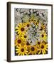 Wildflowers black eyed Susans Queen Ann Lace-null-Framed Art Print