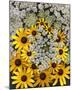 Wildflowers black eyed Susans Queen Ann Lace-null-Mounted Art Print