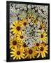 Wildflowers black eyed Susans Queen Ann Lace-null-Framed Art Print