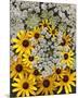 Wildflowers black eyed Susans Queen Ann Lace-null-Mounted Art Print