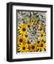 Wildflowers black eyed Susans Queen Ann Lace-null-Framed Art Print