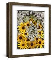 Wildflowers black eyed Susans Queen Ann Lace-null-Framed Art Print