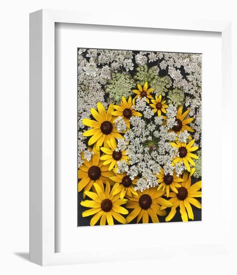 Wildflowers black eyed Susans Queen Ann Lace-null-Framed Art Print