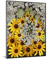 Wildflowers black eyed Susans Queen Ann Lace-null-Mounted Art Print