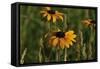 Wildflowers, Black-Eyed Susans-Gordon Semmens-Framed Stretched Canvas