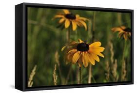 Wildflowers, Black-Eyed Susans-Gordon Semmens-Framed Stretched Canvas