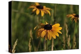 Wildflowers, Black-Eyed Susans-Gordon Semmens-Stretched Canvas