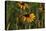 Wildflowers, Black-Eyed Susans-Gordon Semmens-Stretched Canvas