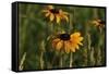 Wildflowers, Black-Eyed Susans-Gordon Semmens-Framed Stretched Canvas