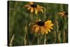 Wildflowers, Black-Eyed Susans-Gordon Semmens-Stretched Canvas