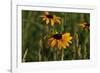 Wildflowers, Black-Eyed Susans-Gordon Semmens-Framed Photographic Print