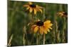 Wildflowers, Black-Eyed Susans-Gordon Semmens-Mounted Photographic Print