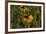 Wildflowers, Black-Eyed Susans-Gordon Semmens-Framed Photographic Print